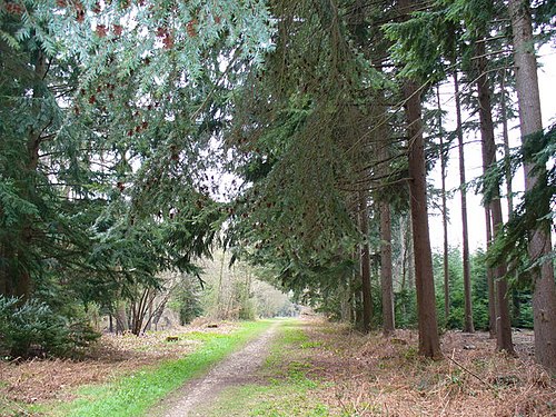 Alice Holt Forest